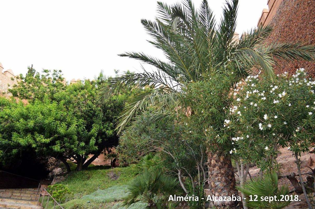 10 ALMERIA ALCAZABA 12 09 2018 (20).JPG